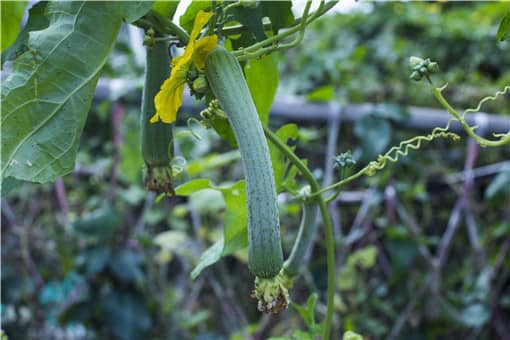 农村种植致富好项目有哪些 家庭种植致富项目有哪些?