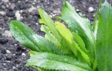 大芫荽和香菜的区别（芫荽和香菜的区别香菜为什么叫芫荽）