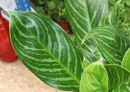 白雪公主的功效与作用（绿植白雪公主的作用与功效）