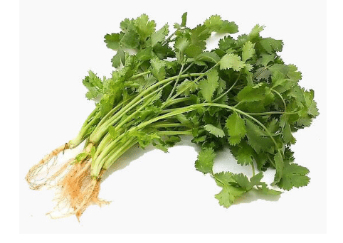 夏种香菜技巧，香菜种植方法总结（夏季种植香菜的方法）