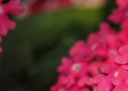 宿根福禄考怎么养 宿根福禄考如何进行繁殖