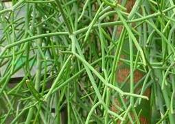 光棍树的功效与作用（光棍树有什么有利作用）