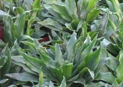 植物太阳神的养殖方法（植物太阳神的养殖方法图片）