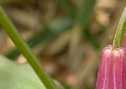 长蕊万寿竹的功效与作用 万寿竹的功能主治