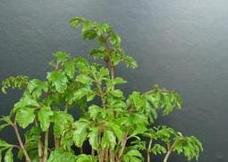 福禄桐烂根怎么处理（福禄桐烂根处理方法）