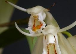 黄绿贝母兰的功效与作用 黄绿贝母兰的功效与作用图片