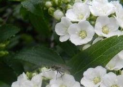 棠梨花的营养价值 棠梨花的作用