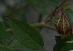 枝干洋葵的养殖方法和技巧（枝干洋葵怎样养）