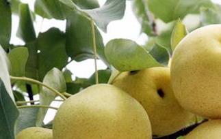 京白梨的功效与作用（白梨的营养价值及功效）