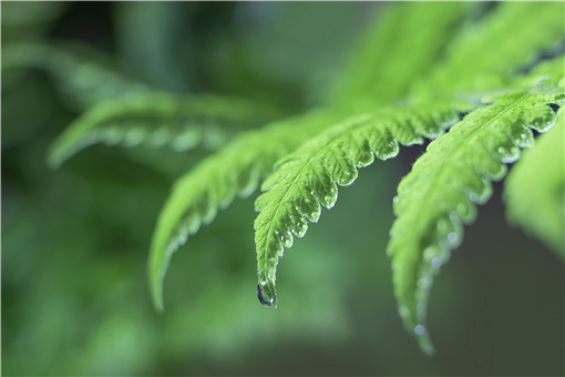 圆叶茅膏菜好养吗（圆叶茅膏菜好养吗怎么吃）