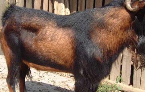 南江黄羊养殖技术 南江黄羊养殖技术培训