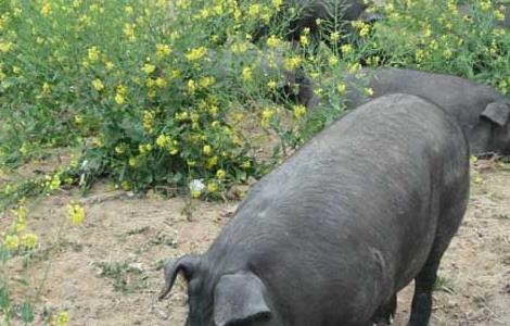 内江猪养殖技术 内江市种猪场