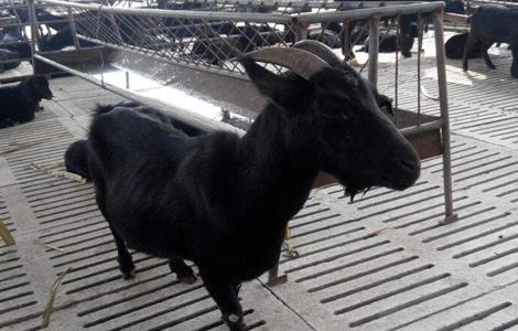 黑山羊养殖对羊舍有哪些要求（黑山羊养殖怎样建羊舍）