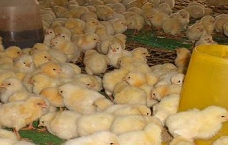 怎样养好肉鸡 肉鸡养殖