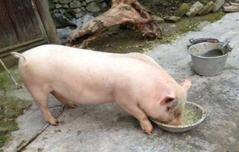 提高猪饲料利用率的措施 提高饲料利用率的技术措施