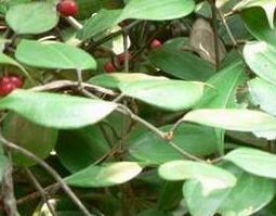 乌药图片 乌药图片大全高清图片