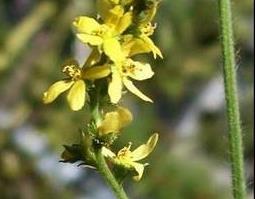 仙鹤草图片 仙鹤草图片大全高清图片