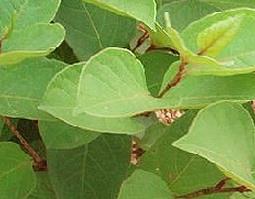 大叶蛇总管的功效与作用（蛇总管药用功能）