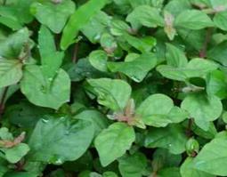 细叶蛇总管的功效与作用（中药大叶蛇总管别名）