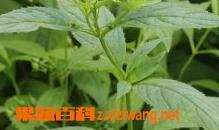 玄参的功效与作用及食用方法（玄参的功效与作用玄参）