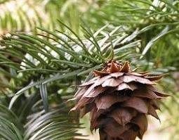 杉树寄生的功效与作用（杉树寄生的功效与作用图片）