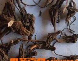 草乌的功效与食用方法 草乌的功效与食用方法图片