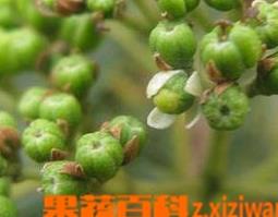 吴茱萸图片（中药吴茱萸图片）