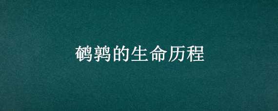 鹌鹑的生命历程 鹌鹑的一生