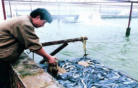 鳗鱼常见疾病及防治 鳗鱼病害防治