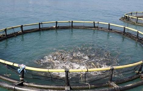 养鱼怎样提高饵料的利用率（养鱼怎样提高饵料的利用率和效率）