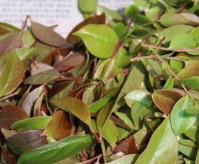 乌药叶图片（中药乌药叶子功效）