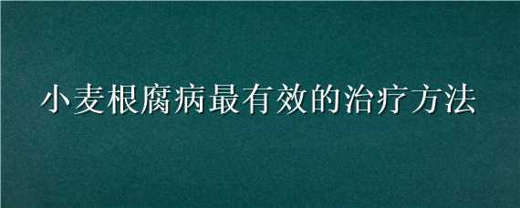 小麦根腐病最有效的治疗方法 小麦根腐病最有效的治疗方法是