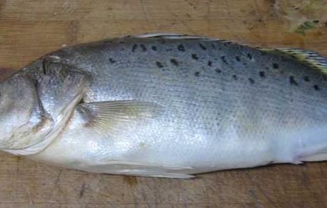 鲈鱼产于哪里 我国的四大名玉之一的鲈鱼产于哪里