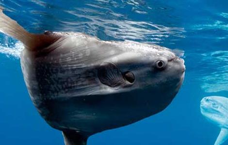 翻车鱼的死法是真的吗（翻车鱼的死法太残忍了图片）