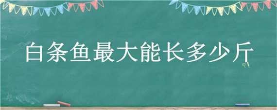 白条鱼最大能长多少斤（白条鱼最大有多重）