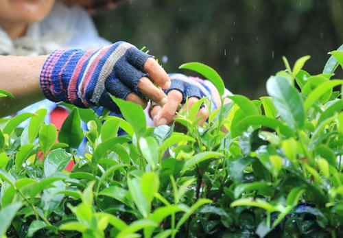茶叶采摘技术 茶叶采摘技术指导简报