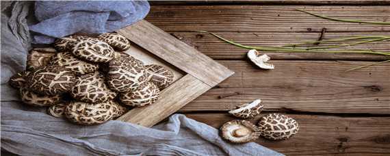 野生羊肚菌怎么找 野生羊肚菌生在什么地方