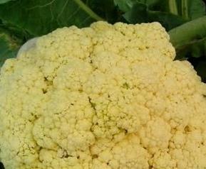 花菜有没有转基因的 花菜籽是转基因的吗