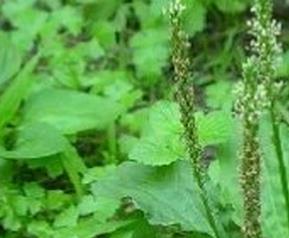 野菜车前子怎么做吃法好 野菜车前子功效与作用