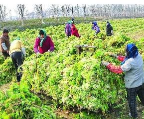 雪里红的腌制方法步骤 雪里红怎样腌制才好吃