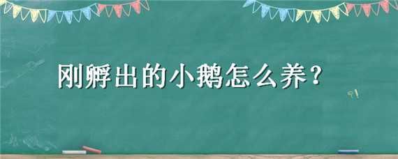 刚孵出的小鹅怎么养（刚孵出的小鹅怎么养活）