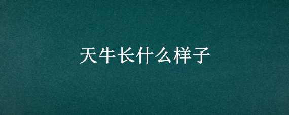 天牛长什么样子 天牛长什么样子的图片