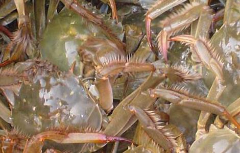 螃蟹为什么横着走 螃蟹为什么横着走原因