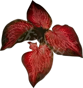 《艾尔登法环》动脉叶怎么获得?老头环动脉叶获得方法