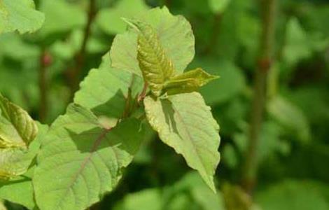 大叶蛇总管的功效与作用 大叶蛇总管别名