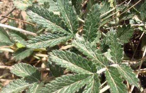 管仲的功效与作用（管仲的功效与作用常用量多少?）