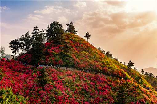 杜鹃花开遍山野是什么景象（杜鹃花开遍山野是什么景象描写）