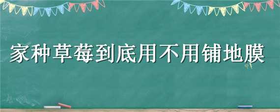 家种草莓到底用不用铺地膜（种草莓怎么铺地膜）