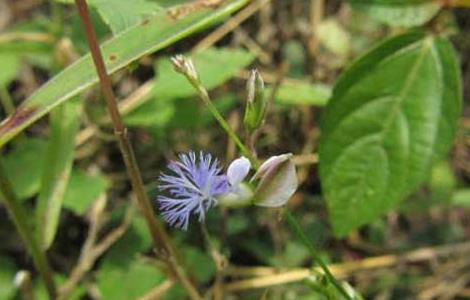 远志种子价格及种植方法（远志种植技术）