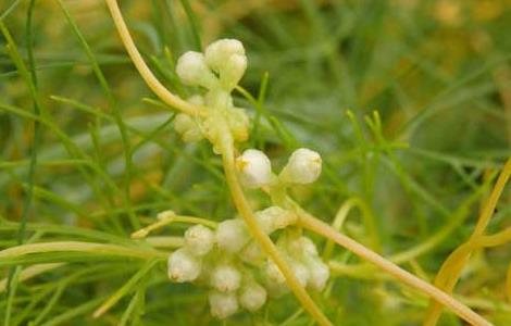 菟丝子种子价格及种植方法 菟丝子种子价格及种植方法图片